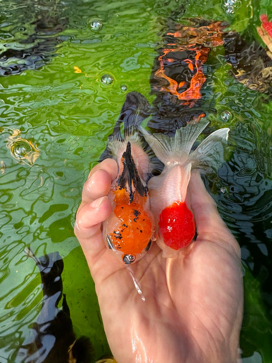 [COUPLE] Red Cap & Tricolor Oranda 3.5-4 inches #110824CO_02