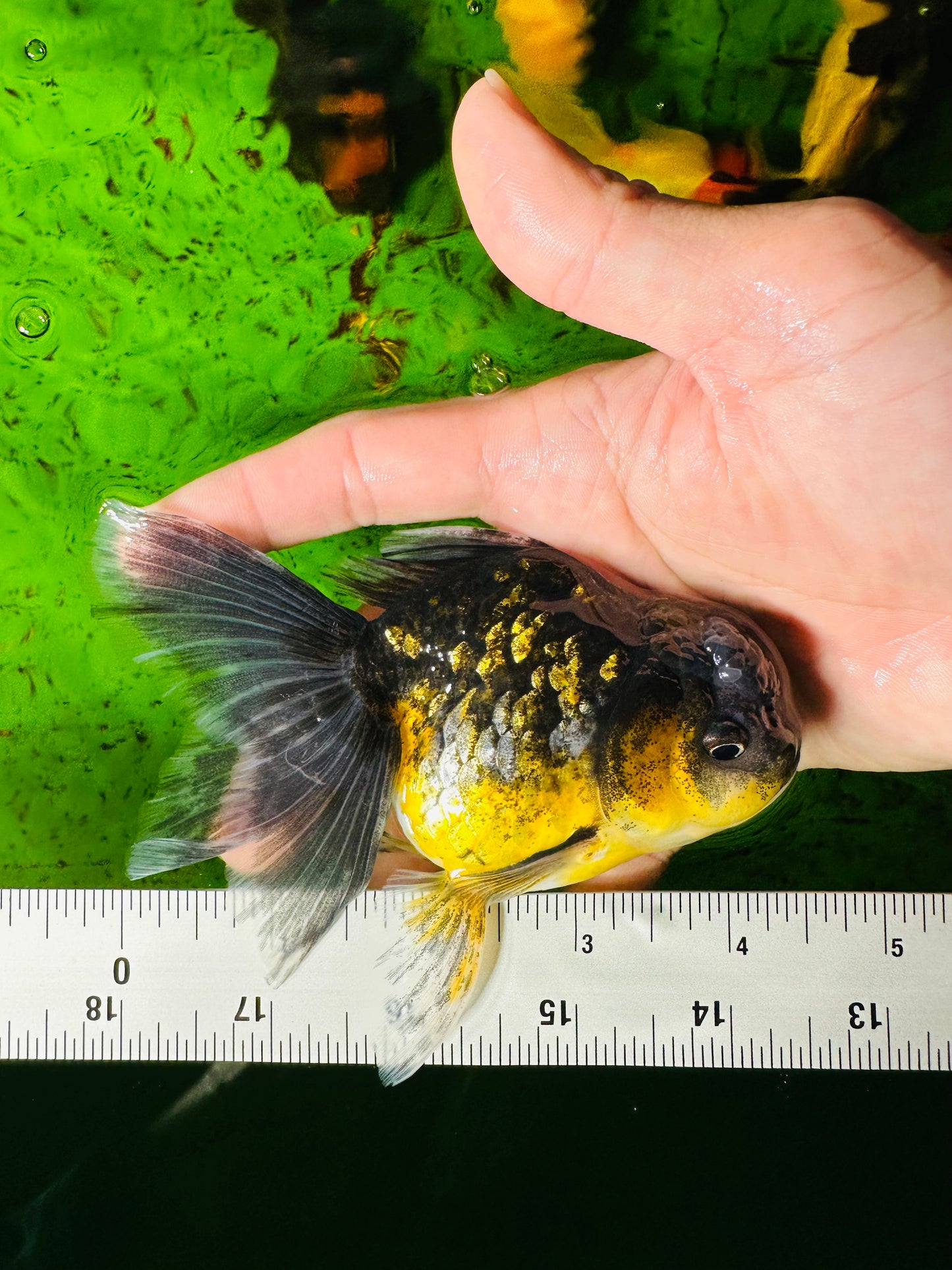 [SINGLE] Kirin Oranda Female size 4.5 inches #112224SO_06