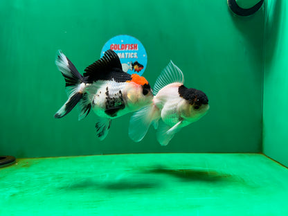 [COUPLE] Button Eyes Tricolor Female & Panda  Male Oranda 4.5 inches #052325CO_08