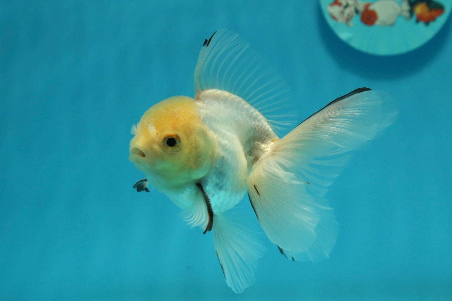 [SINGLE] White Oranda Male 4-4.5  inches #112924SO_13