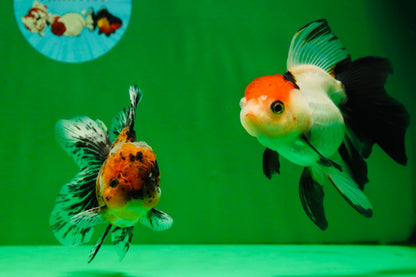 [COUPLE] Tiger Male & Tricolor Female 4-4.5 inches #091925CO_02