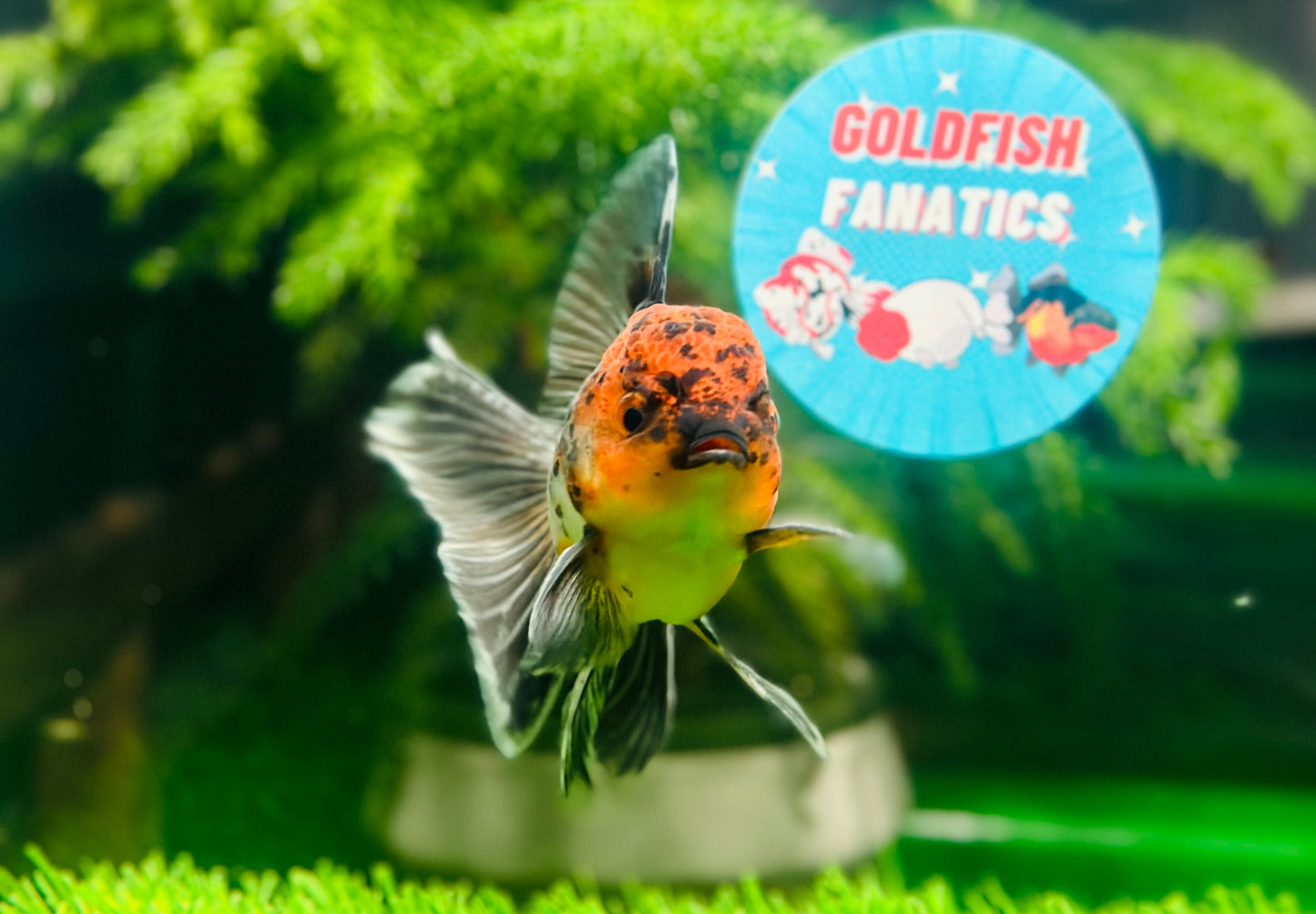 [SINGLE] Calico Oranda Male size 4 inches #112224SO_01