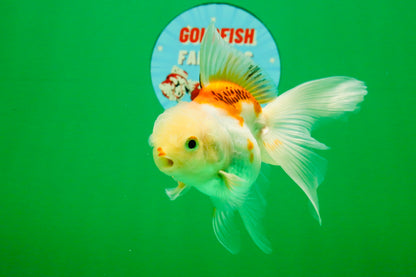 [SINGLE] Orange White Oranda Female 4-4.5 inches #111425SO_06