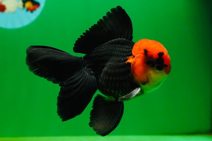 [SINGLE] Tricolor Oranda Male 4-4.5 inches #080825SO_14