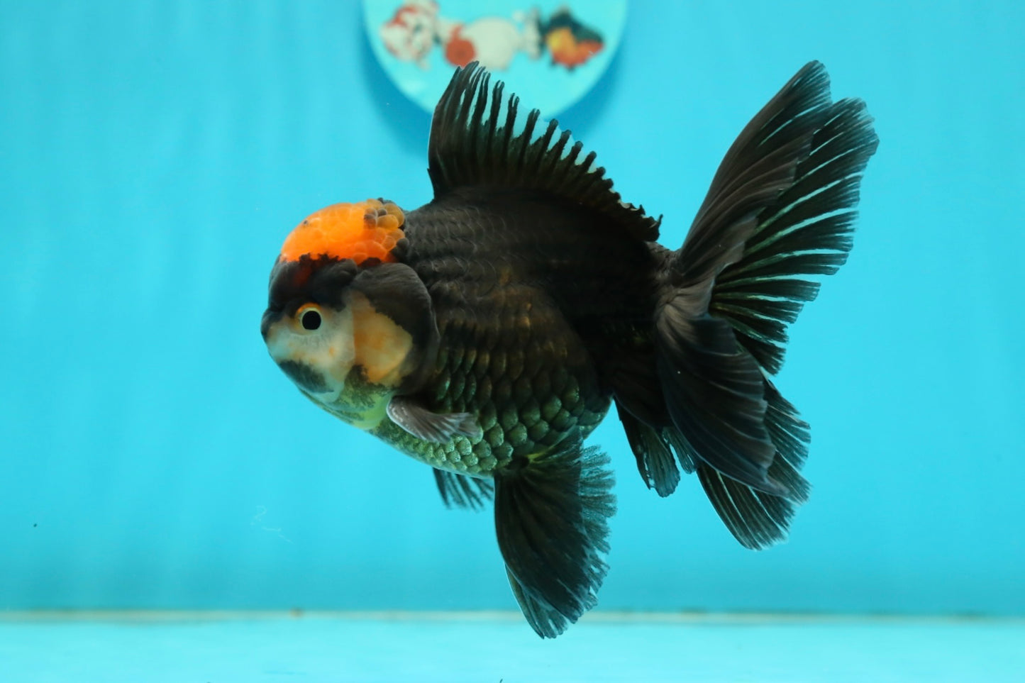 [SINGLE] Red Tancho Tricolor Oranda Male 4-4.5 inches #112924SO_11