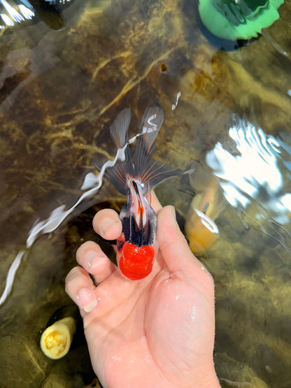 [SINGLE] Tricolor Oranda Male 4-4.5 inches #111425SO_02