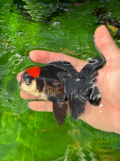 [SINGLE] Tricolor Red Head Oranda Male size 4.5 inches #111524SO_17