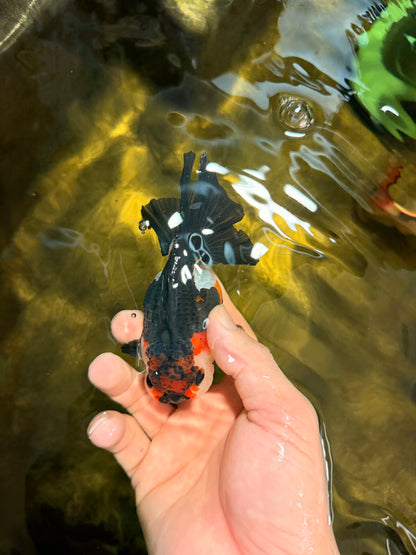 [SINGLE] Red Oranda Female 4.5 inches #032026SO_03