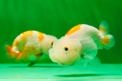 [COUPLE] Red White Lionchu Gender : Unknown 3 inches #041125_09