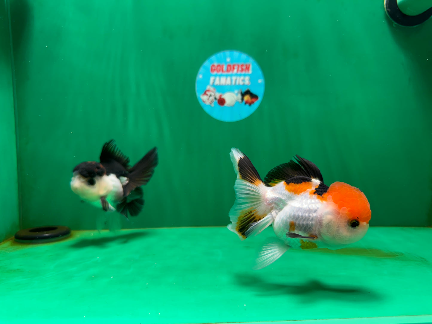 [COUPLE] Tricolor Female & Panda Male Oranda 4 inches #051625CO_07