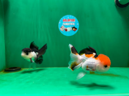 [COUPLE] Tricolor Female & Panda Male Oranda 4 inches #051625CO_07