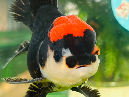 [SINGLE] Tricolor Red Head Oranda Male size 4.5 inches #111524SO_17