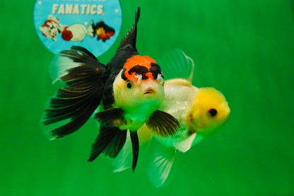 [COUPLE] Lemonhead Male & Tricolor  Female 4.5-5 inches #091925CO_04