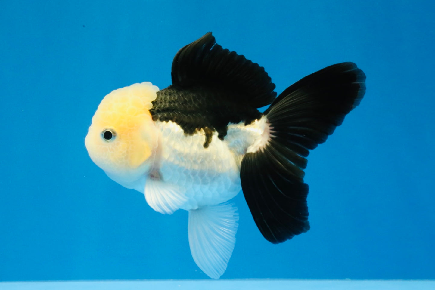 [SINGLE] Panda Oranda Female 4.5 inches #031326SO_02