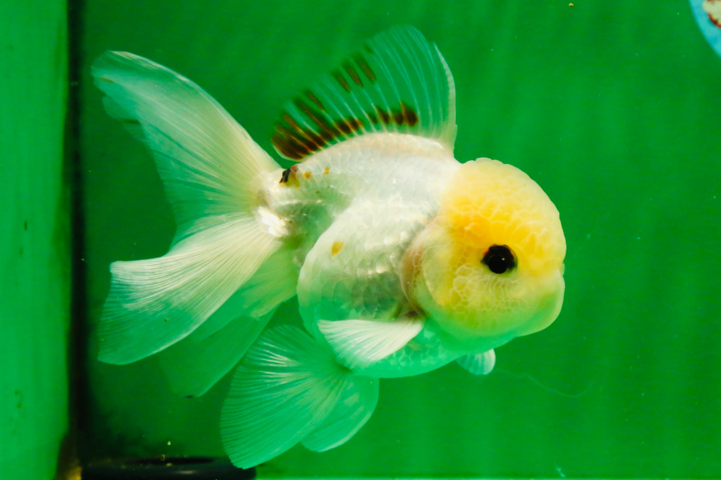 [SINGLE] White Oranda Male 5 inches #121925SO_01