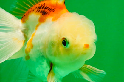 [SINGLE] Orange White Oranda Female 4-4.5 inches #111425SO_06