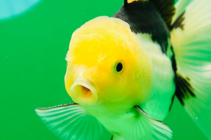 [SINGLE] Panda Male Oranda 4.5-5 inches #080125SO_08