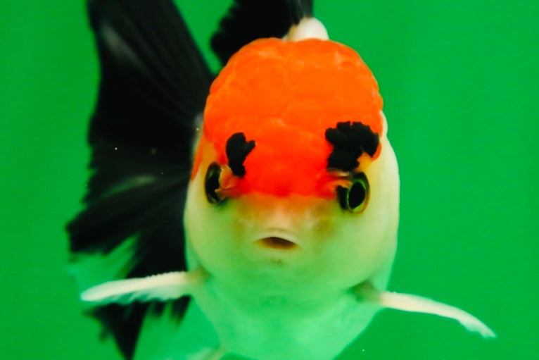 [SINGLE] Tricolor Male Oranda 4-4.5 inches #080125SO_11