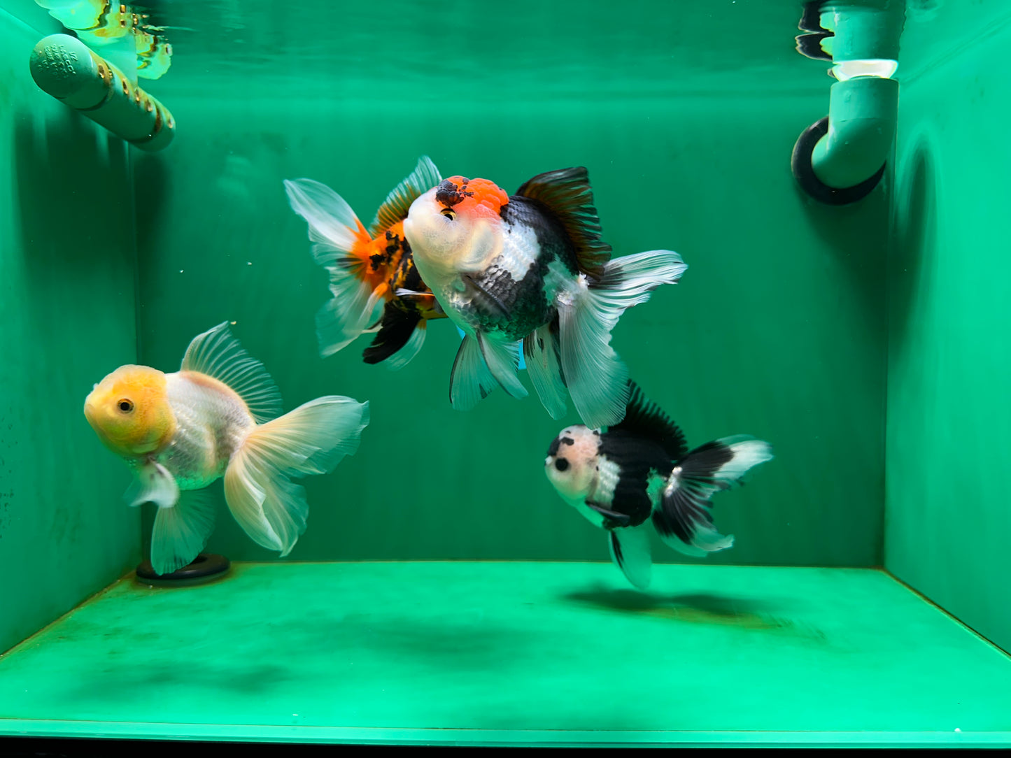 [QUAD] Mix Color All Male Oranda 4.5 inches #051625QO_08