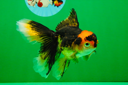 [SINGLE] Tricolor Oranda Female 4.5-5 inches #111425SO_09