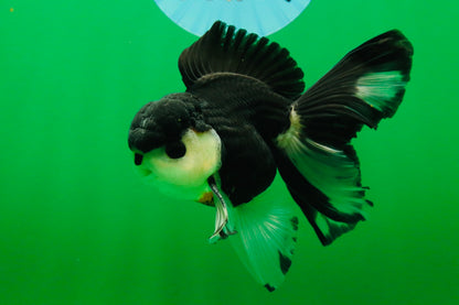[SINGLE] Panda Button Eyes Oranda Male 4.5 inches #080825SO_06