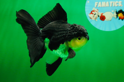[SINGLE] Panda Oranda Male 4.5 inches #082225SO_08