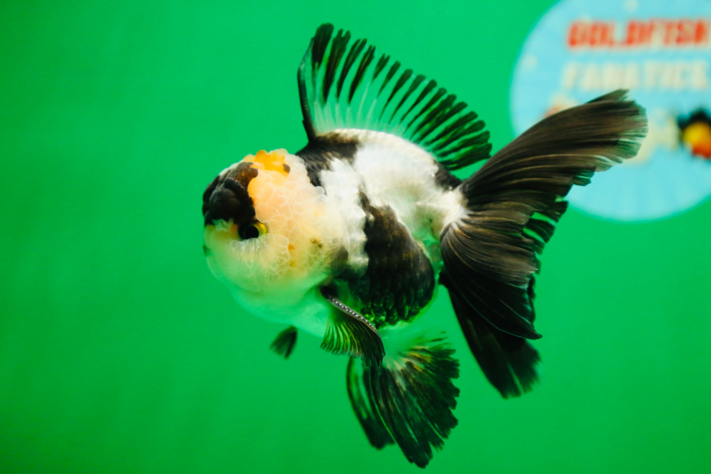 [SINGLE] Panda Oranda Male 4.5 inches #090525SO_04
