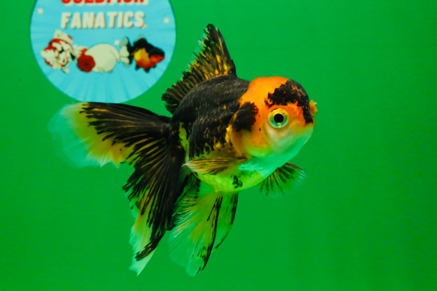 [SINGLE] Tricolor Oranda Female 4.5-5 inches #111425SO_09