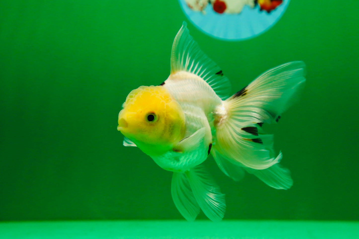 [SINGLE] White Oranda Male 4-4.5 inches #081525SO_04