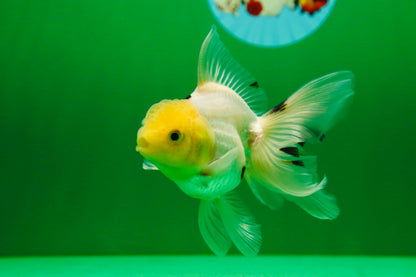[SINGLE] White Oranda Male 4-4.5 inches #081525SO_04