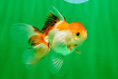 [COUPLE] Red White Male & Tricolor Female Oranda 4-4.5 inches #101025CO_08