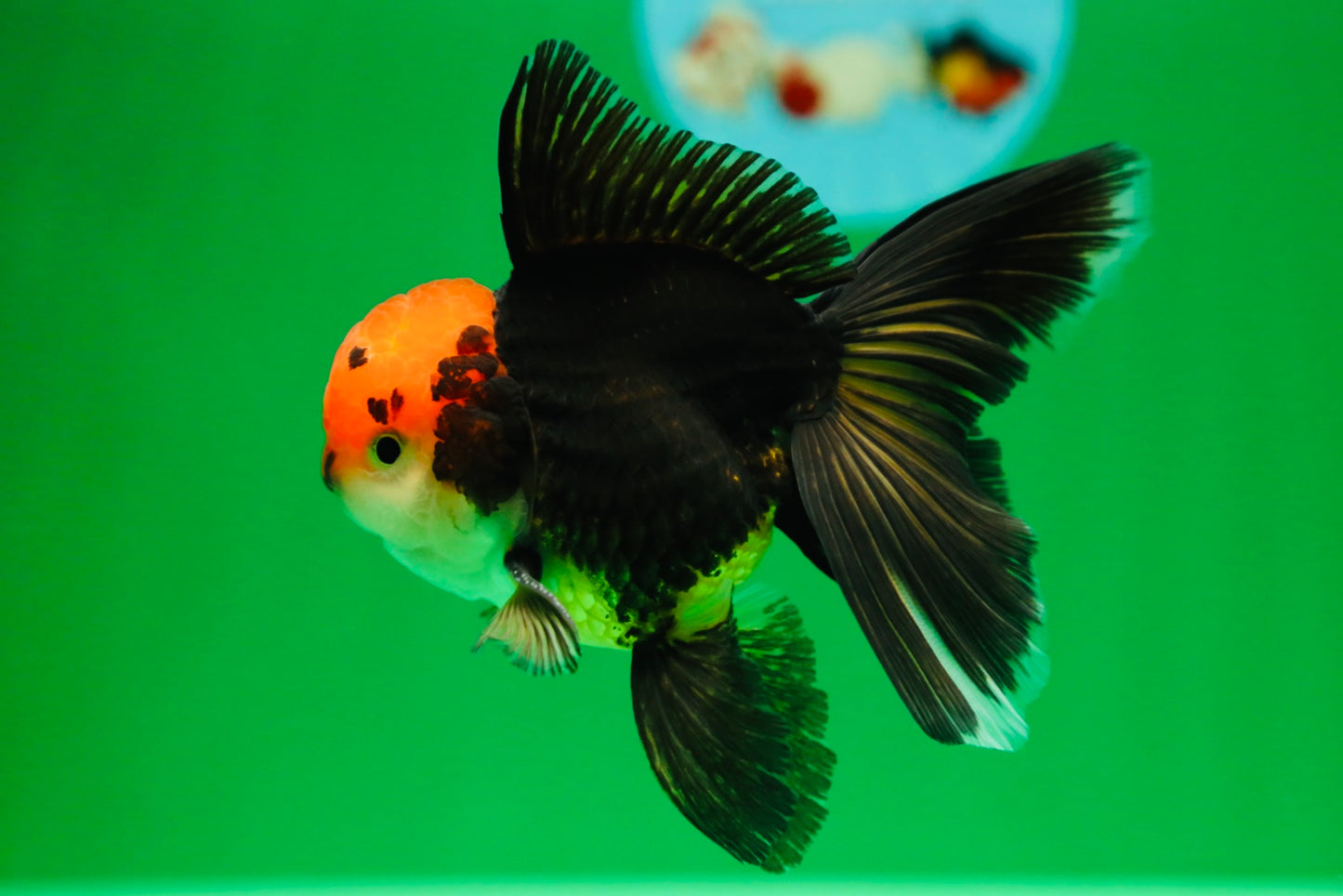 [SINGLE] Panda Oranda Male 4.5 inches #090525SO_06