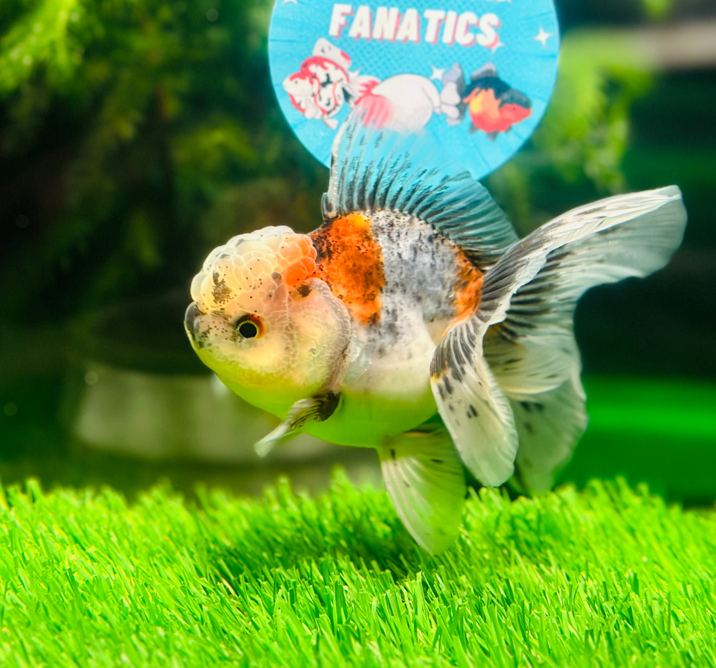 [SINGLE] Calico Oranda Male size 4 inches #112224SO_03