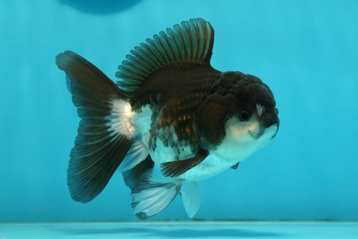 [SINGLE] Panda Oranda Male 4-4.5 inches #112924SO_07