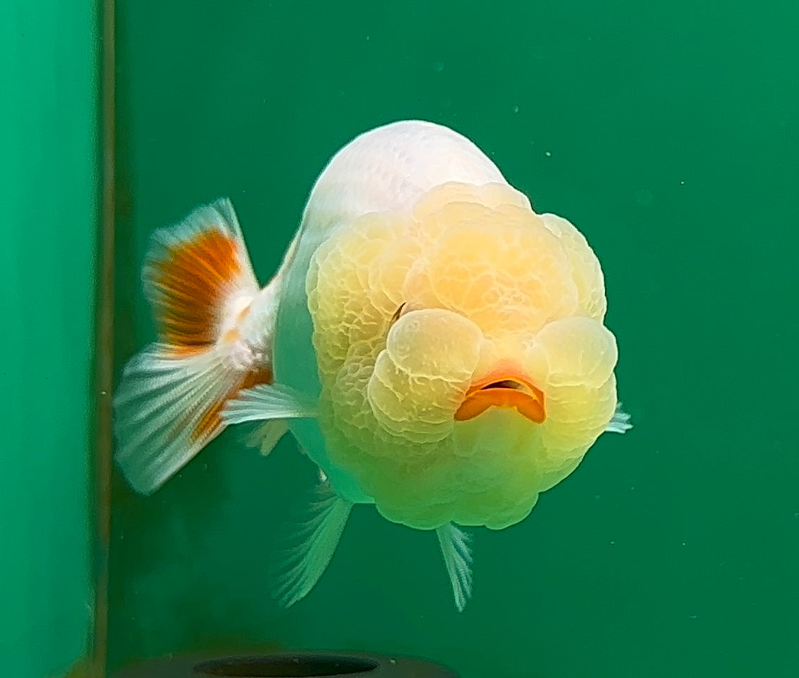 [SINGLE] White Lionchu Female 4-4.5 inches #062725SL_05