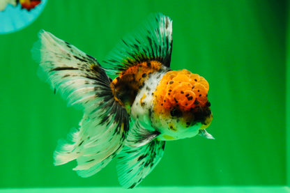 [SINGLE] Calico Oranda Male 4.5 inches #01102025SO_09