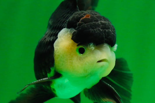 [SINGLE] Panda Oranda Male 4.5 inches #081525SO_06