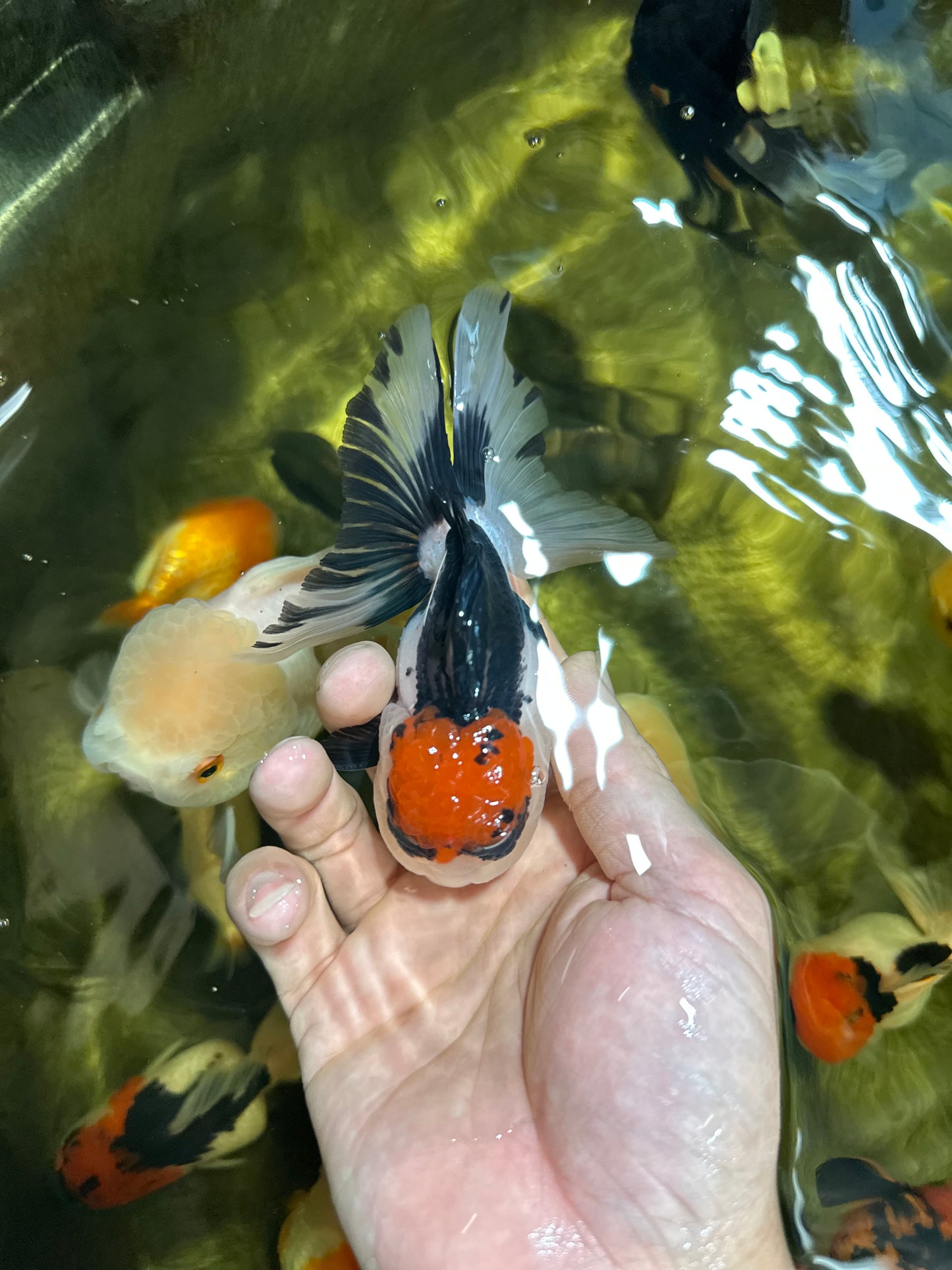 [QUAD] Mix Color All Male Oranda 4.5 inches #051625QO_08