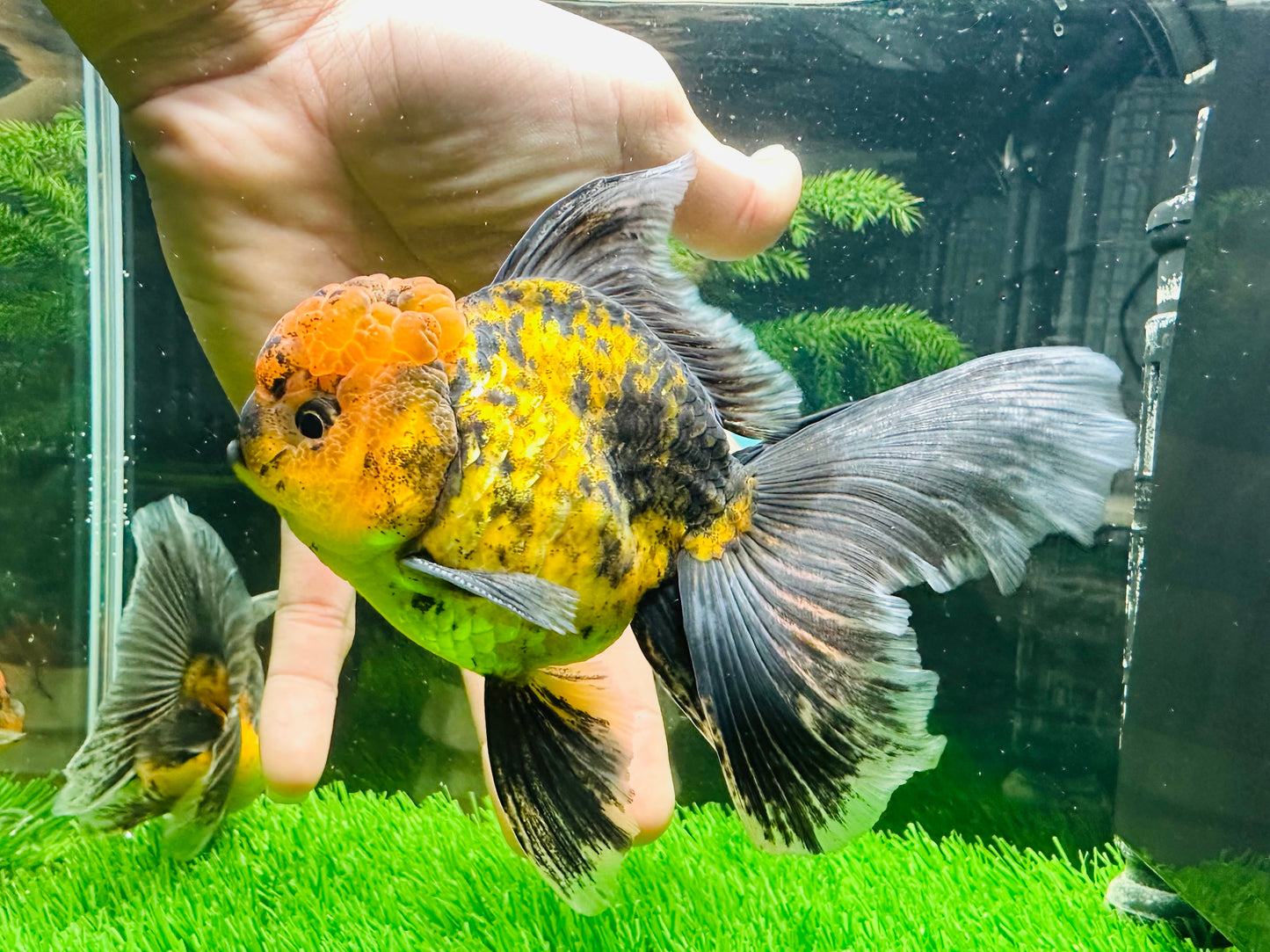 [COUPLE] Tiger & Kirin Oranda size 4-4.5 inches #111524CO_12