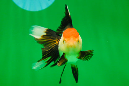 [SINGLE] Tricolor Female Oranda 4.5 inches #080125SO_01