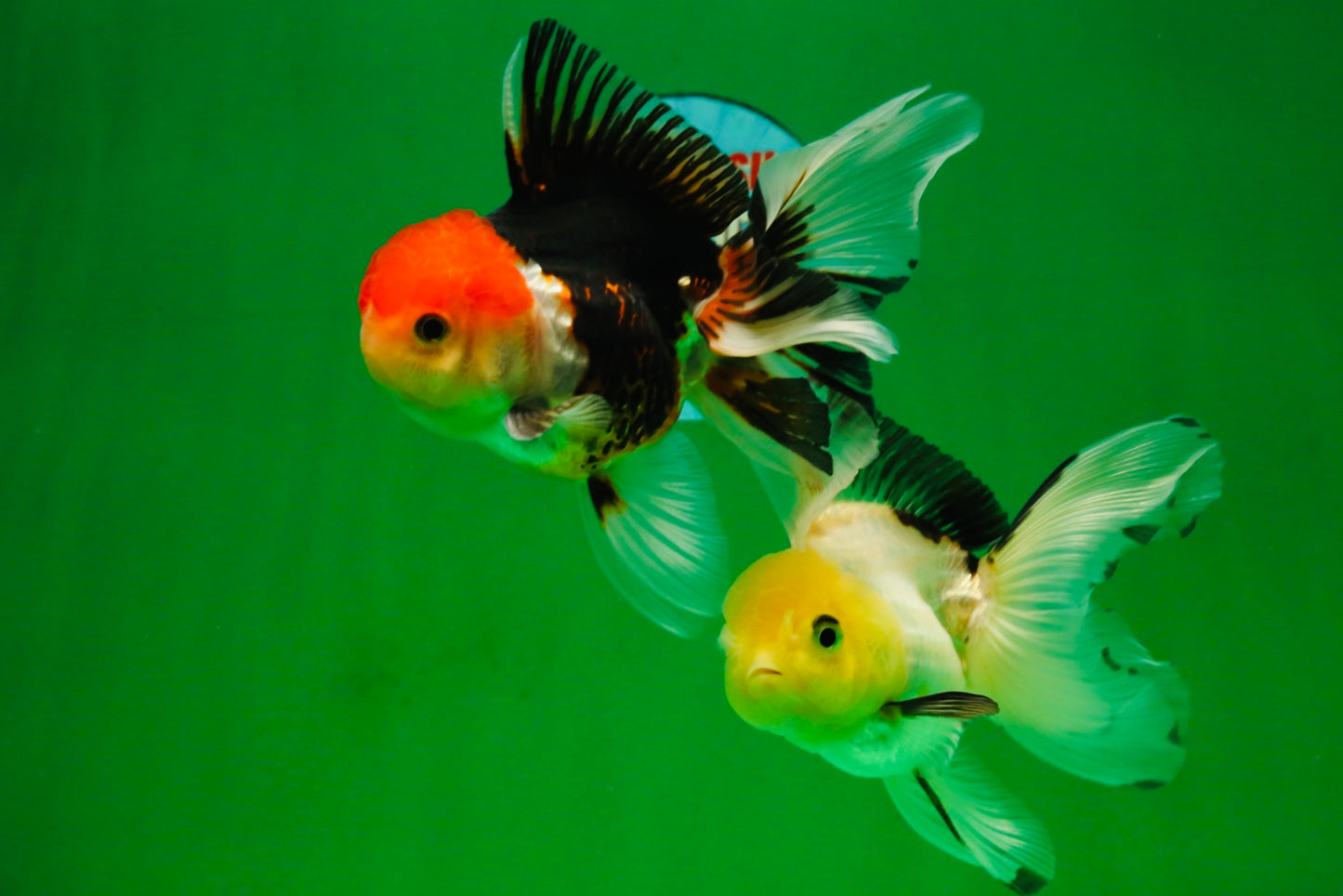 [COUPLE] Tricolor Male & Lemonhead Female 4.5 inches #091925CO_01