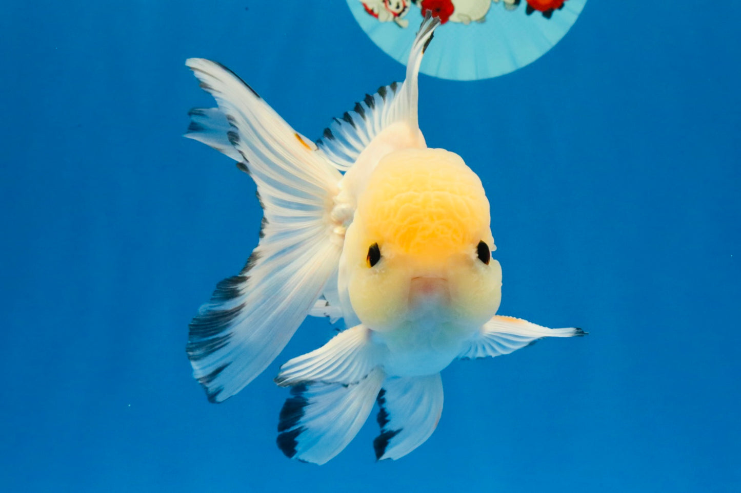 [SINGLE] Tricolor Oranda Male 4.5-5 inches #030626SO_05