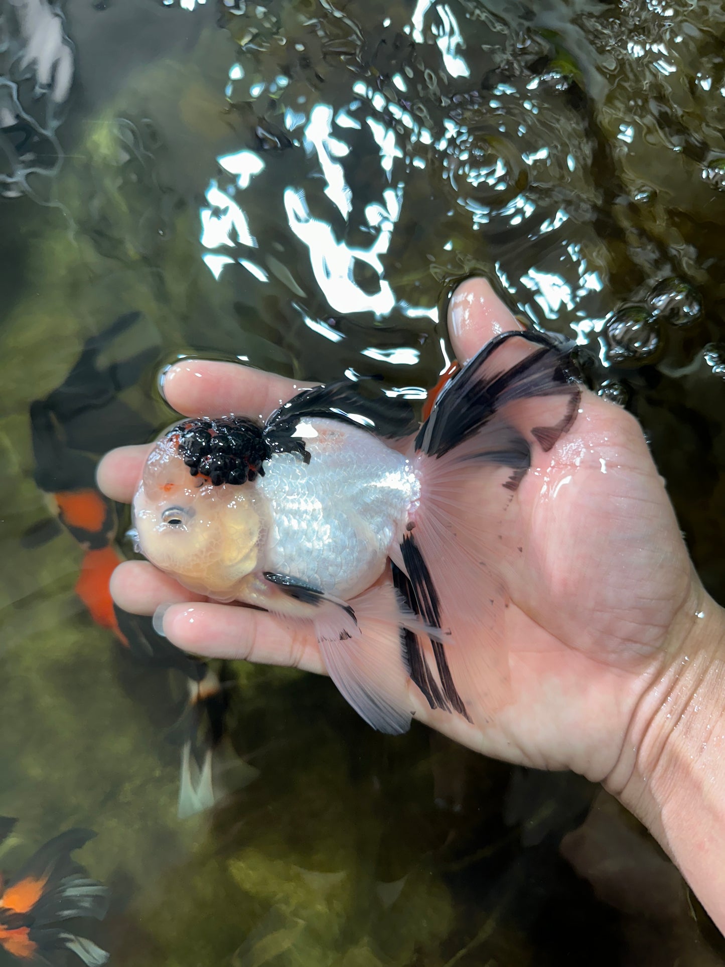 [SINGLE] Tricolor Male Oranda 5 inches #080125SO_12
