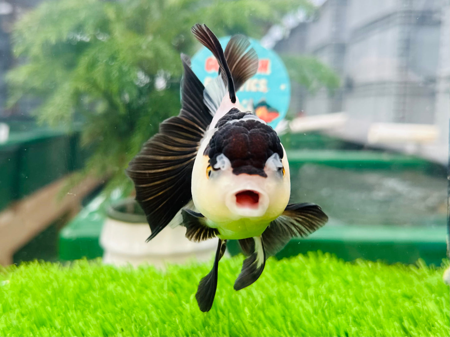 [SINGLE] Panda Oranda Female size 4.5 inches #112224SO_09