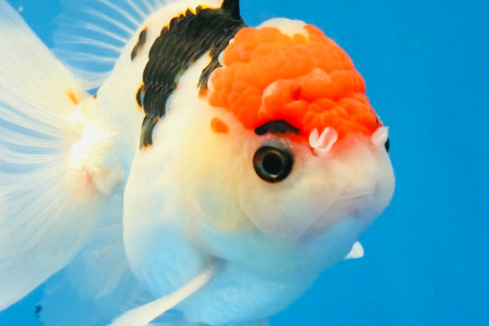 [SINGLE] Tricolor Oranda Male 4.5 inches #022726SO_02