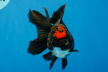 [SINGLE] Tricolor Oranda Female 4-4.5 inches #041726SO_04