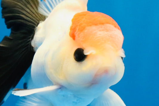 [SINGLE] Tricolor Button Eyes Oranda Male 4-4.5 inches #030626SO_04
