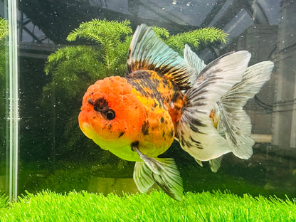 [COUPLE] Tiger & Kirin Oranda size 4-4.5 inches #111524CO_11