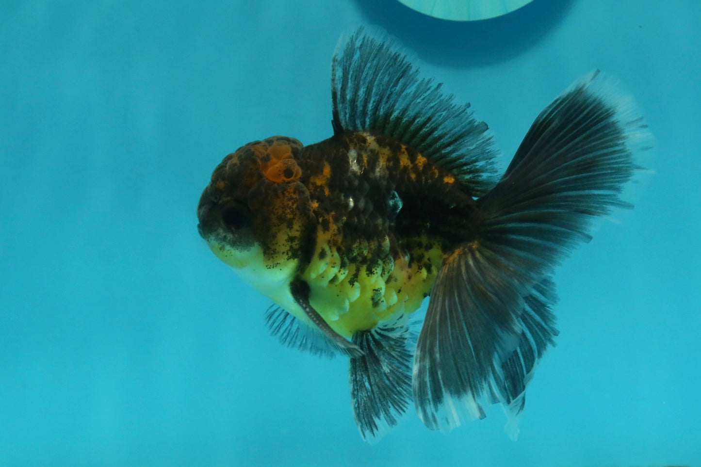 [SINGLE] Kirin Oranda Male 4-4.5 inches #112924SO_16