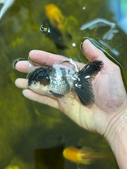 [SINGLE] Panda Oranda Male 4 inches #013125SO_18